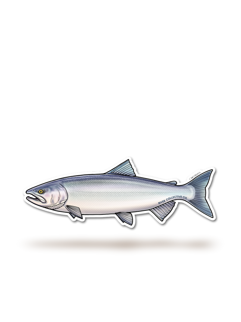Sockeye Salmon Chrome Sticker-1
